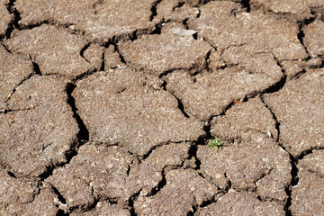 sècheresse et brin d'herbe