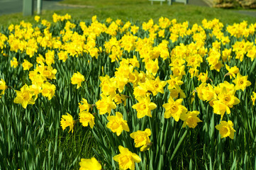 Beautiful Daffodils in the British countryside.