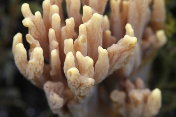 Ramaria testaceoflava, a coral fungus from Finland with no common english name