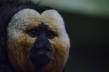 White Saki Monkey