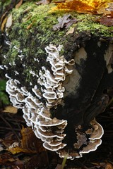 Fototapeta premium Bracket fungus, Trametes ochracea, growing on a log of lime tree