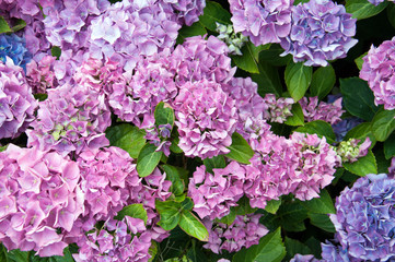 Fototapeta premium Summertime garden flowers in the United Kingdom.
