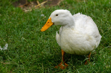Duck