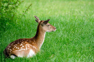 Deer