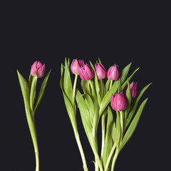 the greeting card for Valentine's day. greeting card for Valentine's day. Eight black tulips on blue background