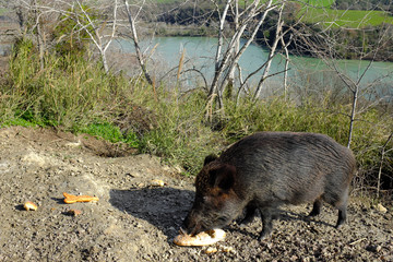 Cinghiale selvatico che mangia ai bordi del fiume Tevere