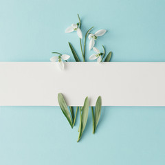 Creative layout made with snowdrop flowers on bright blue  background. Flat lay. Spring minimal...