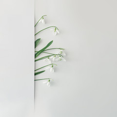 Creative layout made with snowdrop flowers on bright background. Flat lay. Spring minimal concept.