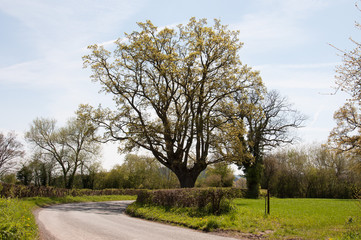 Summertime country road in the English countryside.