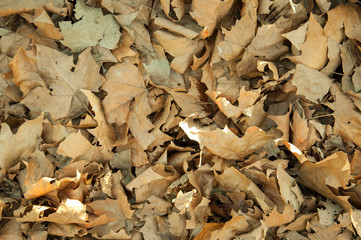 Autumn leaves on the ground.