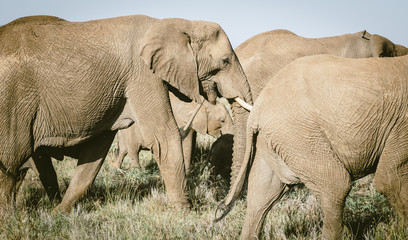 Elephants walking in the Masai Mara
