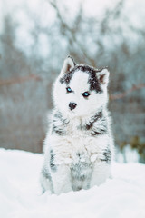 winter portrait of a cute blue-eyed husky puppy against a background of snowy nature in the forest © fantom_rd