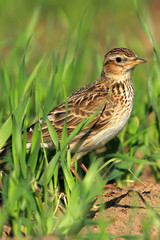 Single Skylark bird on grassy wetlands during a spring nesting period - obrazy, fototapety, plakaty