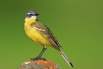 Single Yellow wagtail on a wooden fence stick during a spring period