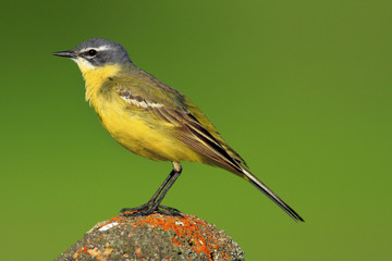 Single Yellow wagtail on a wooden fence stick during a spring period - obrazy, fototapety, plakaty