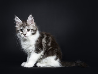 Fototapeta na wymiar Black silver classic tabby white Maine Coon kitten / young cat sitting side ways on black background looking away from camera