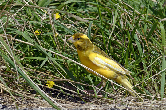 entflohener Kanarienvogel (Serinus canaria forma domestica) - Domestic canary