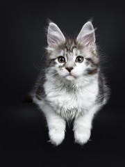Fototapeta na wymiar Black silver classic tabby white Maine Coon kitten / young cat laying on black background with paws hanging over edge