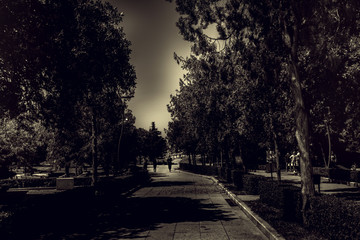 ein weg zwischen B&auml;umen Schwarz-Wei&szlig;-Fotografie