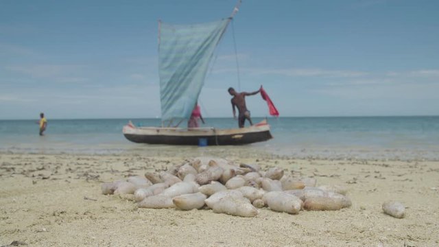 Sea cucumbers on beach after fisherman's catch. Pirogue boat in background.