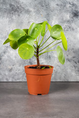 Pilea peperomioides, money plants. Home interior. Gray background. 