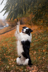 Naklejka na ściany i meble A dog breeds a border collie in a beautiful autumn forest