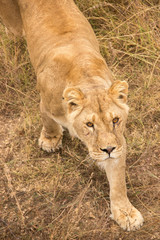 An adult lioness stands by a watering place on dried grass