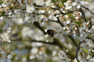 bumblebee are all in the dust of flowers