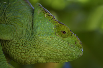 Parson’s Chameleon - Calumma parsonii, rain forest Madagascar east coast. Colourful endemic lizard.