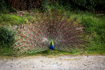 New Zealand male peacock animal in the wild - 189748826