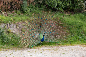 New Zealand male peacock animal in the wild - 189748830