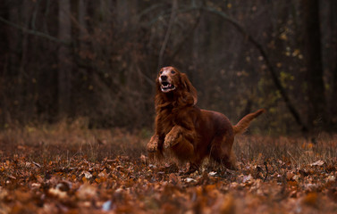 Beautiful dog, breed Irish setter in the autumn forest