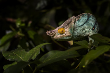 Parson’s Chameleon - Calumma parsonii, rain forest Madagascar east coast. Colourful endemic lizard.