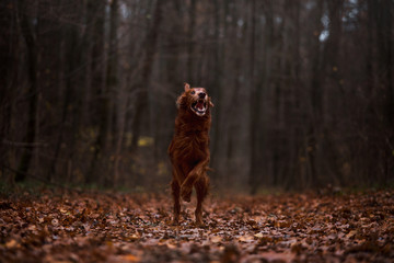Beautiful dog, breed Irish setter in the autumn forest