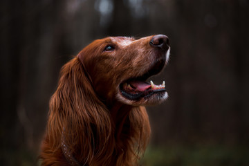 Beautiful dog, breed Irish setter in the autumn forest