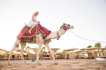 The attractive  young woman driving on a camel on the beach