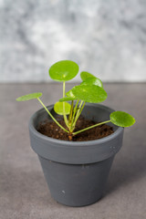 Pilea peperomioides, money plants. Home interior. Gray background. 