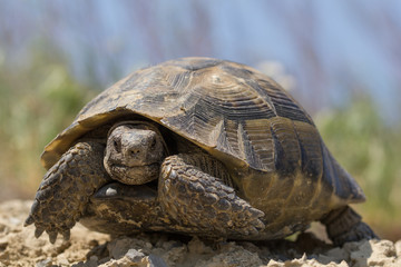 Big spur thighed turtle (Testudo graeca) standing in the sun on a green background, Macin...
