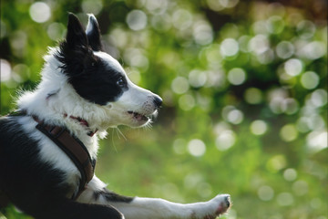 Rennender Border Collie Welpe