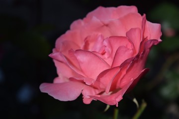  Beautiful pink rose on natural background