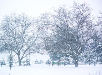 Fototapeta na wymiar Photo of the snowfall in the park. Trees in the snow