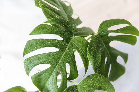 close up picture of a sprayed monstera house plant.