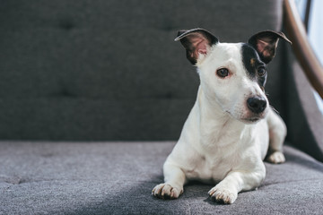jack russell terrier dog lying on armchair
