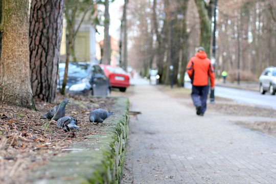 Pegeons and street