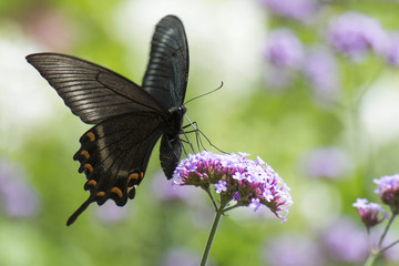 Papilio bianor