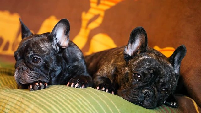 Black French Bulldog Home 