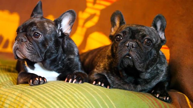 Black French Bulldog Home 