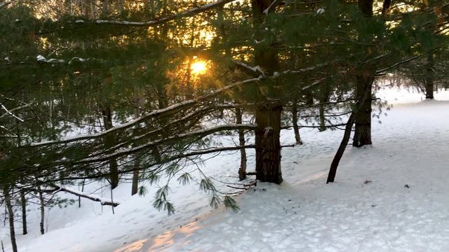 Pan shot of bright sun shining through the branches of a pine tree.  Dog sniffing in the snow.  Sunset, Canadian winter.  Sunset in a snowy forest.