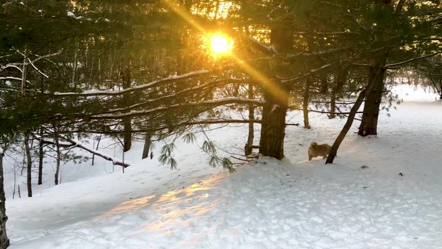 Bright sun shining through the branches of a pine tree. Pan to dog sniffing in the snow.  Sunset, Canadian winter.  Sunset in a snowy forest.