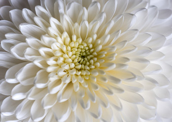 Chrysanthemum close up background